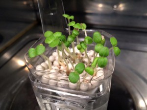 10012436_888503014514469_6566221357265543767_n