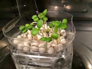 10392388_888502857847818_5539959983319920819_n