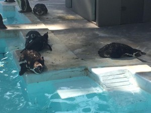 11834823_998288503535919_818551435016186655_o