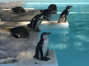 11864752_998288530202583_2479428757010059450_o