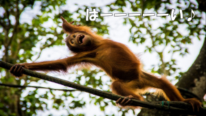 スクリーンショット (31)